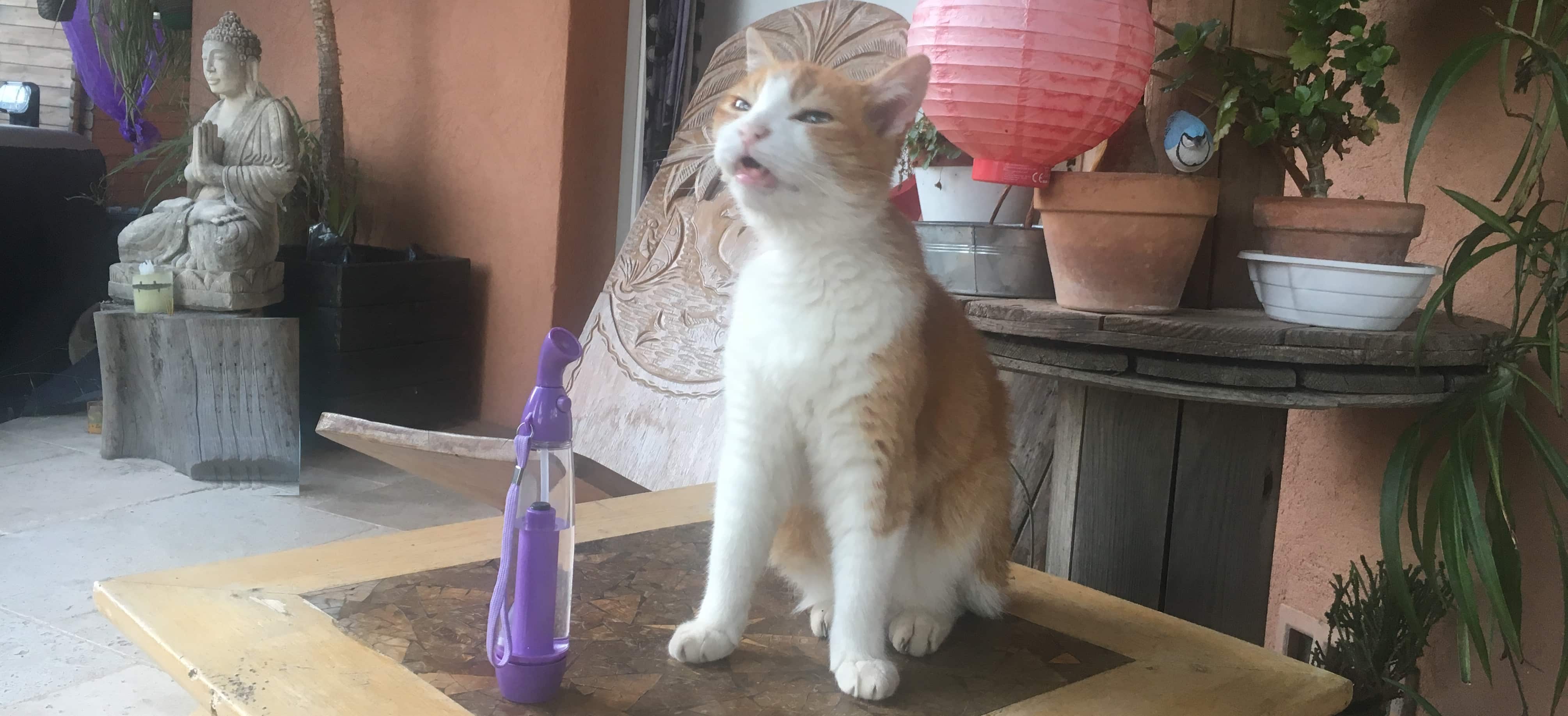 Photo d'un chat devant un brumisateur